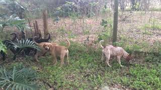 Hound Dog Puppies My dog Willow and siblings play  6 months old Bradenton Florida Godwinranch [upl. by Tuppeny303]