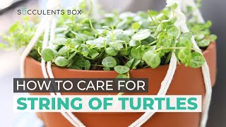 BEST TIPS HOW TO TAKE CARE OF STRING OF TURTLES  PEPEROMIA PROSTRATA [upl. by Akeyla153]