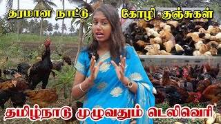 நாட்டு கோழி🐥குஞ்சுகள்🐣தமிழ்நாடு முழுவதும் டெலிவரி  கட்டு சேவல் சிறுவிடைபெருவிடை கோழி விற்பனை [upl. by Sabas]