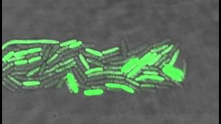 Bacteria oscillate individually [upl. by Holden]