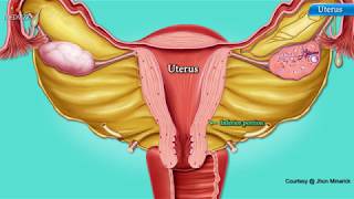 Histology of Uterus  Shotgun Histology [upl. by Moulton314]