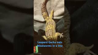 Leopard Gecko eats Mealworms in a line [upl. by Drofniw]