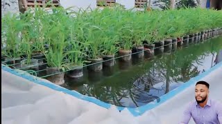 Backyard aquaponic pond for your catfish and vegetable production [upl. by Asilaj]