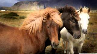 Horse neighing sound effect 16 Horse Neigh Snort and Gallop Sound Effects High Quality [upl. by Asabi177]