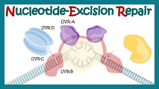 Nucleotide excision repair  NER  DNA repair mechanism animation xeroderma pigmentosum DNA repair [upl. by Benji]