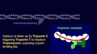 Troponin 1 Cardiac Regulatory Protein [upl. by Croteau695]