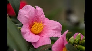 Die Kamelie Camellia japonica  richtig schneiden gießen pflegen überwintern und düngen [upl. by Lear]