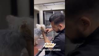 Peluquería Canina mascotasyalgomas [upl. by Khudari]