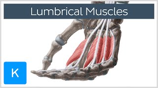 Lumbrical muscles of the Hand  Origin Insertion amp Function  Anatomy  Kenhub [upl. by Suoirtemed]