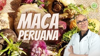 MACA PERUANA melhora DESEMPENHO SEXUAL LIBIDO e EREÇÃO indicada MENOPAUSA ANDROPAUSA e DEPRESSÃO [upl. by Eelanna164]