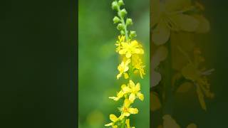 Healing Powers of Agrimony Flowers shorts healingplants PlantsWorld [upl. by Nyasuh]