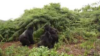 Rwanda Mountain Gorilla Fight [upl. by Annoel]