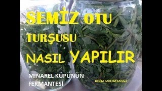 SEMİZ OTU TURŞU TARİFİ [upl. by Alegnad]