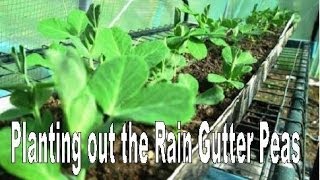 Planting out the Rain Gutter grown Peas [upl. by Leverett]