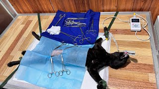 Spaying cat procedure [upl. by Eilsel]