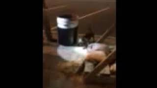 Dog ratting Washington DC trash can [upl. by Japheth]