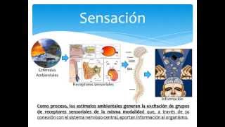 Sensación y Percepción [upl. by Ahseikal]