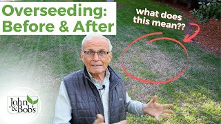 Overseeding Lawn in the Spring Update  Before amp After [upl. by Dollar236]