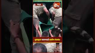 Chandrapur Viral Video  चंद्रपुरात धुमाकूळ घालणारी T83 वाघीण जेरबंद Tiger [upl. by Farrar321]