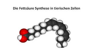 Die Fettsäuresynthese [upl. by Remat]