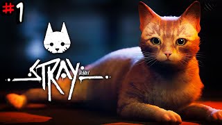 A New World Full Of CATS   STRAY 4K Gameplay 1 [upl. by Annil]