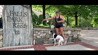 Whippet Dog Training  Best Dog Trainers Greenville [upl. by Magavern871]