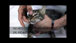 NEUROLOGIA VETERINARIA MIASTENIA GRAVIS EN FELINO [upl. by Alva]