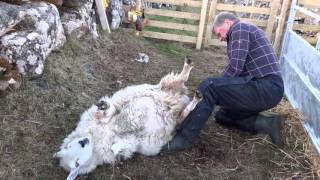 Eachan Lambing a sheep having difficulty [upl. by Acul]