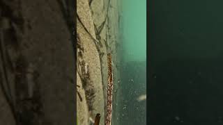 Broadnose pipefish [upl. by Jaime]