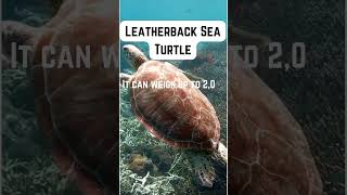 quotAmazing Fact About Leatherback Sea Turtles 🐢LeatherbackSeaTurtle WildlifeFacts OceanLife [upl. by Aika]