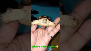 MY TORTOISE BABY PETS pets shorts viralvideo trending animals exotic [upl. by Violette329]