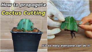 How to Propagate Cactus Cutting Stenocereus Pruinosus [upl. by Amedeo]