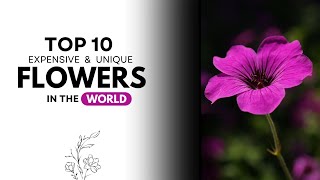 Top 10 Most Stunning Flowers in the World You Must See [upl. by Fromma842]