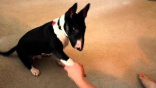 Miniature bull terrier puppy performing tricks [upl. by Esmaria910]