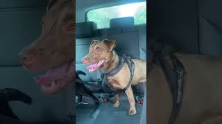 Patterdale Terriers Excited To Be In The Car short [upl. by Aliuqet781]