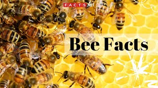 Bee Facts  All About Honeybees Bumblebees and Queen Bees [upl. by Holland264]