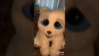 Feisty pets bear panda polar bear [upl. by Ainesej]