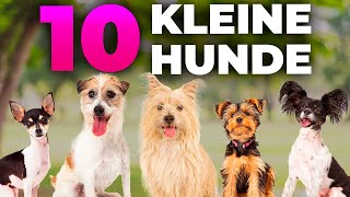 10 kleine Hunderassen für große Hundeliebhaber [upl. by Ytima567]