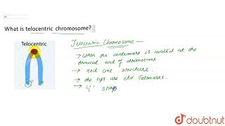 What telocentric chromosome [upl. by Adnar]