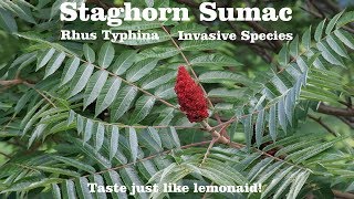 ⟹ STAGHORN SUMAC TREE  Rhus typhina  Its invasive but Im letting it grow an heres why [upl. by Howes]