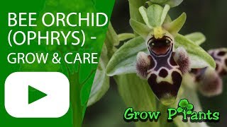 Bee Orchid  Ophrys  grow amp care Beautiful Orchids [upl. by Eelyek]