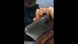 Why this is called a “trigger fish” fishing triggerfish offshorefishing texasfishing [upl. by Weatherley645]