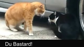 Sprechende Katzen  Talking Cats Official german subtitles [upl. by Assenal]