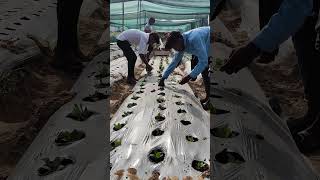 Limonium Transplanting farming flowers saplings floriculture organicsoil nature mulching [upl. by Eninotna]