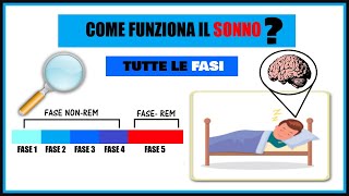 IL SONNO Come funziona Quali sono le sue fasi [upl. by Naivat]