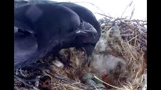 First chick at Ravens nest Exploreorg 17 May 2021 [upl. by Cand]