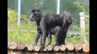 Kuifmakaken  Celebes crested macaques  Planckendael [upl. by Dimphia620]