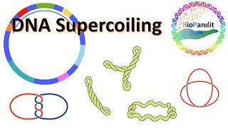 DNA supercoiling [upl. by Reddy]