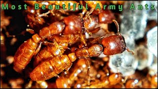 The Worlds MOST BEAUTIFUL Army ANTS [upl. by Garrett]