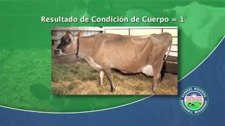 Cómo Calificar la Condición Corporal de la Vaca Lechera [upl. by Narrat]